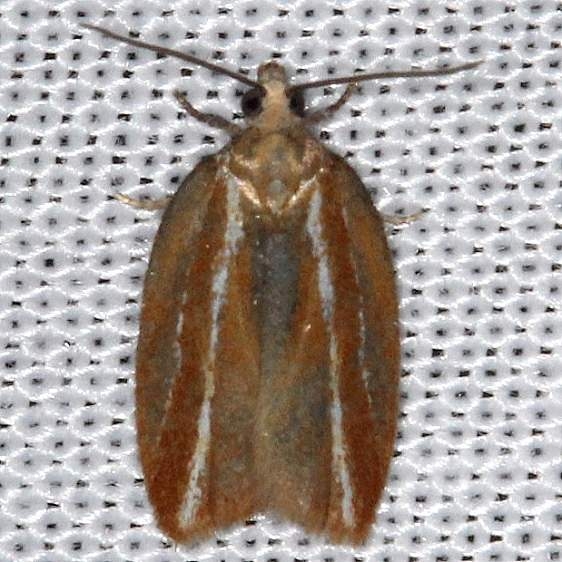 3548 Eastern Black-headed Budworm Moth Thunder Lake UP Mich 9-27-13