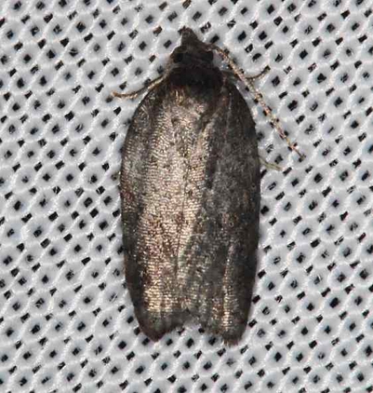 3563.97 Unidentfied Acleris Moth Lake of the Woods Ontario 7-21-16 (26)_opt