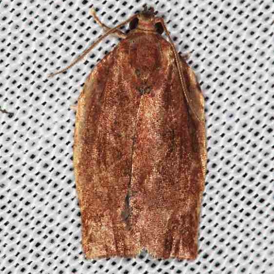 3563.97 Unidentified Acleris Moth BG Lake of the Woods Ontario 7-21-16 (53)_opt