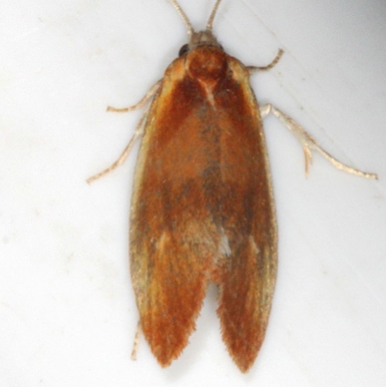 3565 Frruginous Eulia Moth Thunder Lake UP Mich 6-20-15