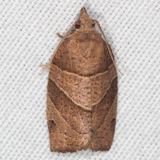3593 Woodgrain Leafroller Moth Burr Oak Cove Wayne Natl Forest Oh 8-5-18 (43)_opt