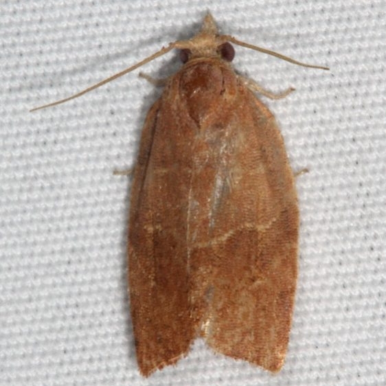 3593 Woodgrain Leafroller Moth Copperhead Firetower Shawnee St Forest 6-13-15