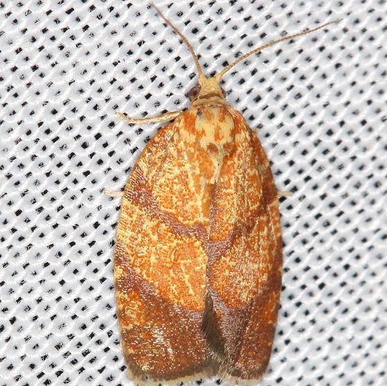 3621 Four-lined Leafroller Moth yard 6-5-13
