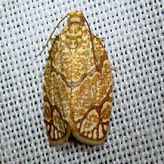 3623 Yellow-winged Oak Leafroller Moth Payne's Prairie St Pk 3-23-12