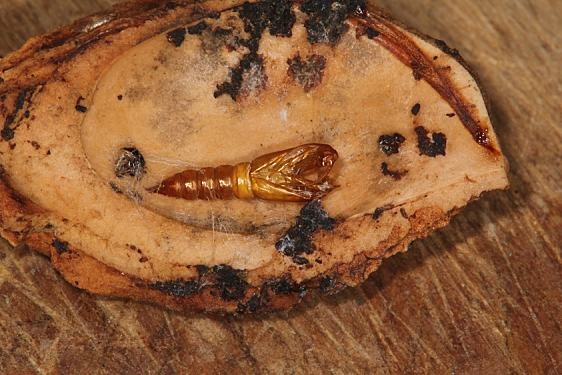 3634 Choristoneura zapulata empty pupa, found caterpillar inside peach by stone  off tree in yard 8-28-18 (7)_opt