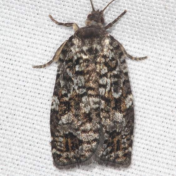 3640 Western Spruce Budworm Moth Thunder Lake UP Mich 6-27-18 (4)_opt