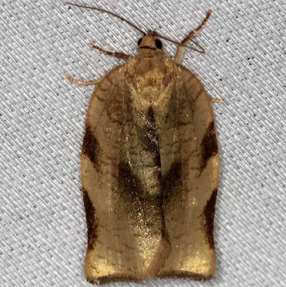 3658 Omnivorous Leafroller Moth Thunder Lake Mich UP 6-24-13