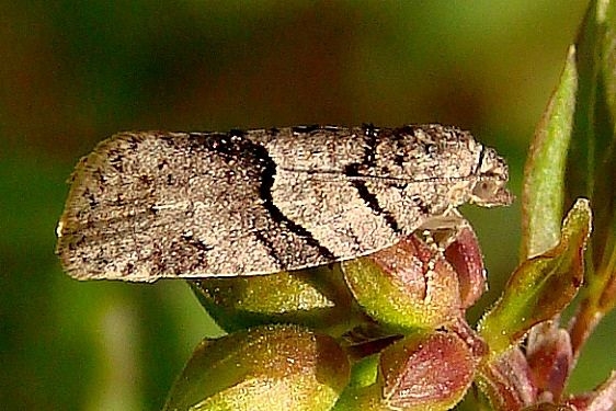 3672 Gray Leafroller Moth Zaleski State Forest Oh 4-9-12