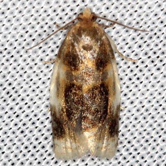 3686 Black Clepsis Moth Thunder Lake Mich UP 6-22-13