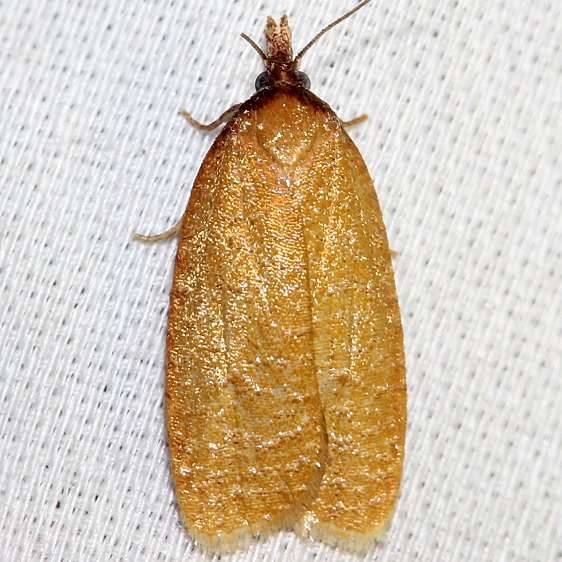 3704 Distinct Sparganothis Moth Schivley Fen Logan Co Oh 6-12-12