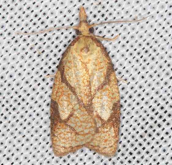 3720 Reticulated Fruitworm Moth Lake of the Woods Ontario 7-25-16 (2a)_opt