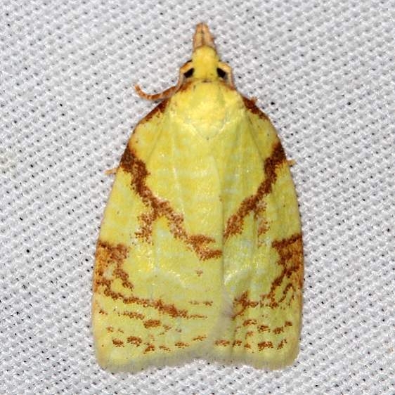 3725 Maple-basswood Leafroller Moth Thunder Lake UP Mich 6-27-18 (12)_opt