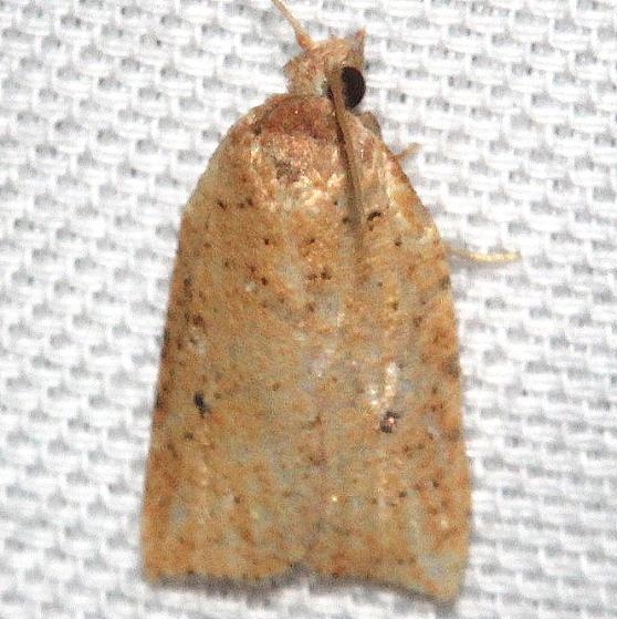 3731 Lentiginos Moth Hidden Lake Everglades Natl Pk 3-9-13