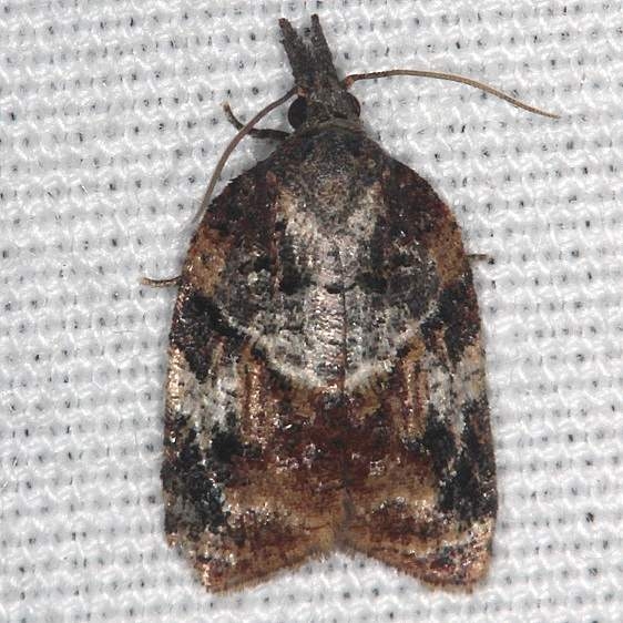 3740 Tufted Applebud Moth Hopkins Prairie Ocala Natl Forest Fl 9-26-18 (24)_opt