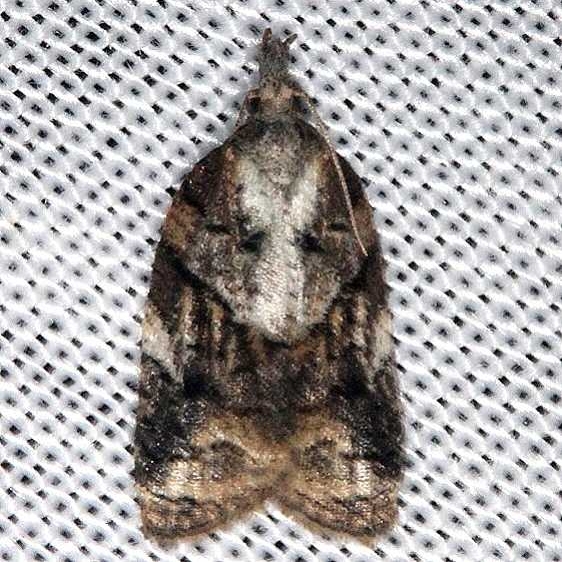 3743 Exasperating Platynota Moth Collier Seminole St Pk 2-26-14