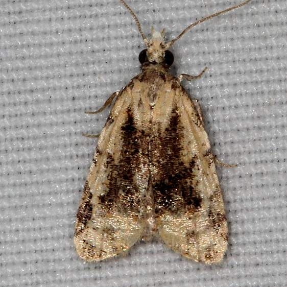 3743 Exasperating Platynota Moth Desoto State Park Alabama 9-9-18 (11)_opt