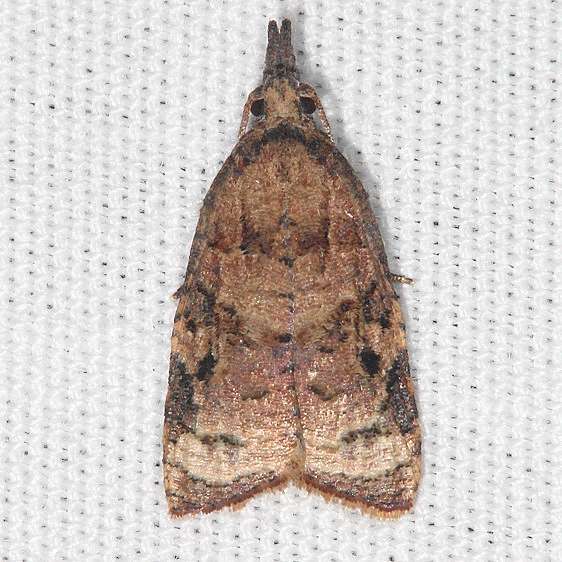 3745 Omnivorous Platynota Moth Hopkins Prairie Fl 11 -14-19