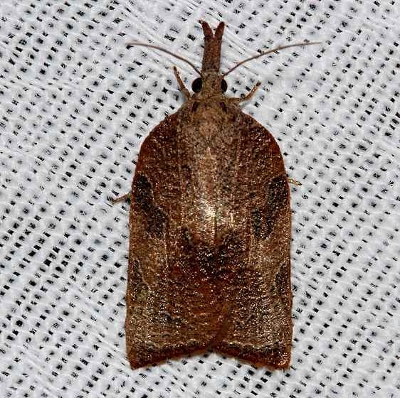 3745 Omnivorous Platynota Moth Kissimmee Prairie St Pk 3-16-13