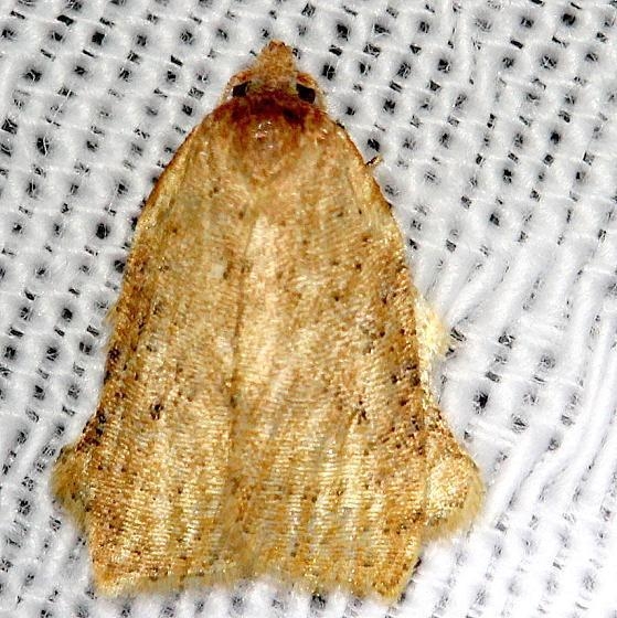 3750.3 Amorbia concavana Moth Everglade Natl Pk Nike Missle Rd 3-5-13