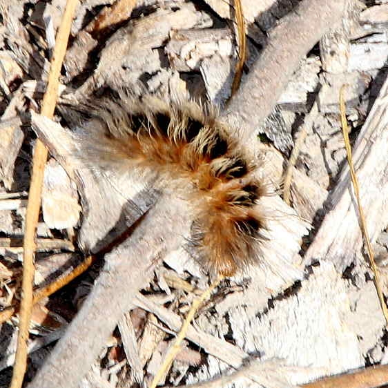Caterpillar Hogback Park Delaware Co 8-24-15(14)_opt