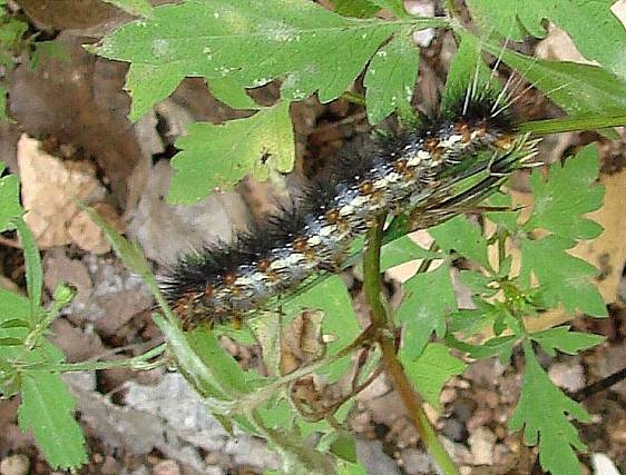 Unknown Caterpillar BG Pategonia Arizona1 9-9-12_opt