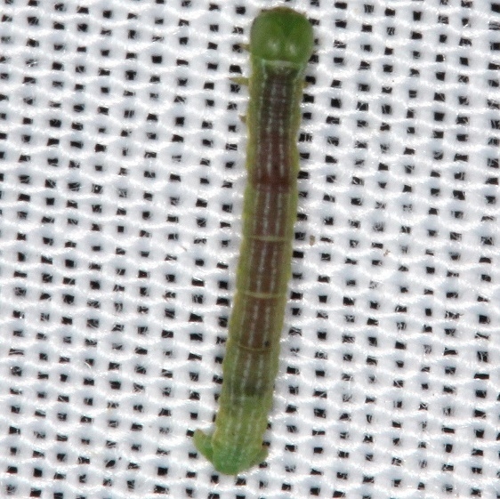 Unknown Caterpillar BG yard 8-28-16