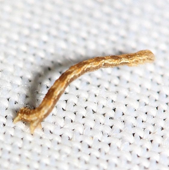 Unknown Caterpillar Inchworm yard 5-2-12_opt
