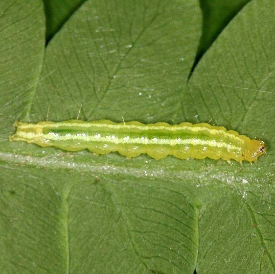 Unknown Caterpillar Mathias Grove 6-27-14_opt