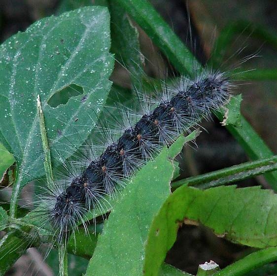 Unknown Caterpillar Ramser Arboratum 9-22-14 (2)_opt