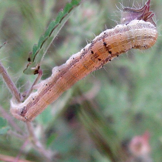 Unknown Caterpillar Sierra Vista Ariz 9-6-12_opt (1)