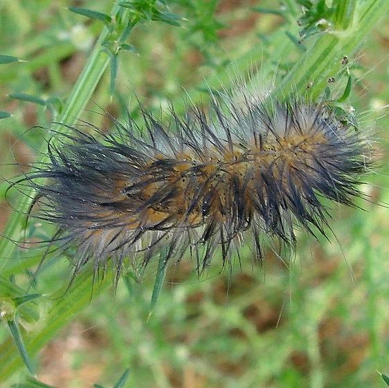 Unknown Caterpillar Sierra Vista Az 9-7-12_opt
