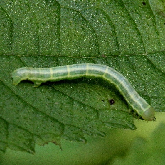 Unknown Caterpillar Webster Rd Hocking Co 7-6-16