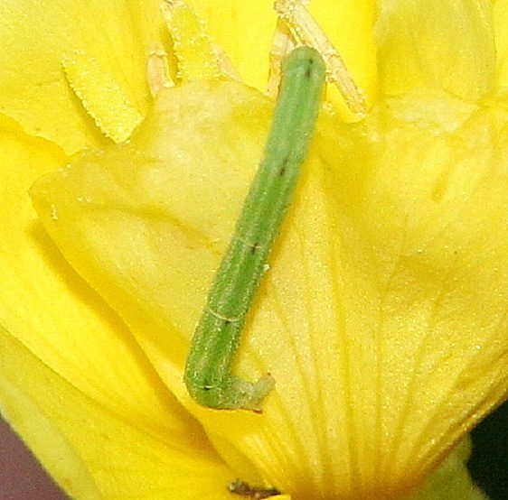 Unknown Caterpillar on Evening Primrose yard 9-15-16_opt
