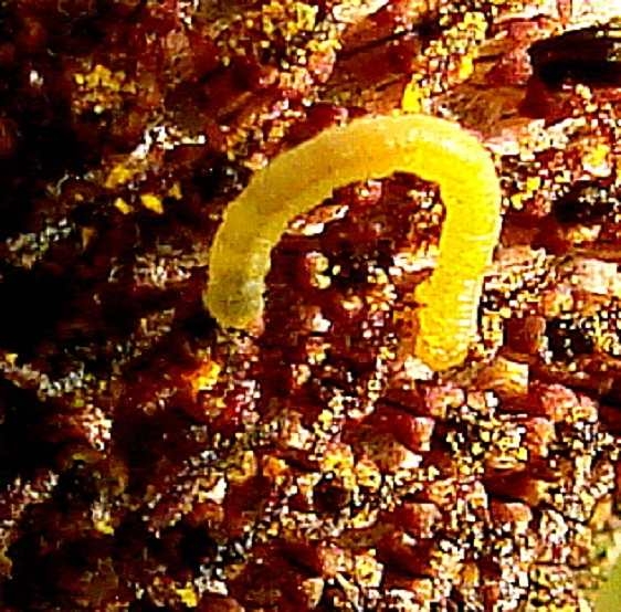 Unknown Caterpillar on Gray-headed Coneflower Huffman Prairie Dayton 7-21-14_opt