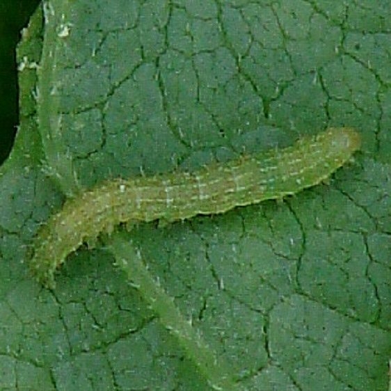 Unknown Caterpillar on Wingstem at Estelle Wenrick Preserve Clark Co 9-8-14 (12)_opt