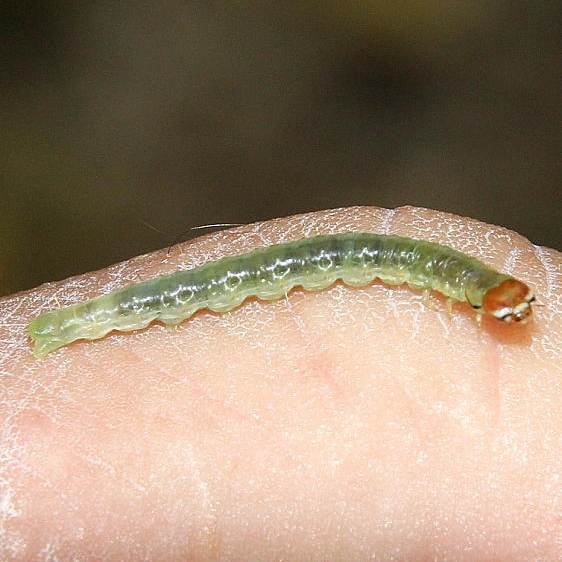 Unknown caterpillarTrimble Community Forest BG Glouster Ohio 8-26-17 (2)_opt