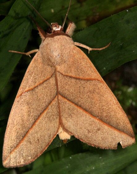 a900-Sumaco-Lodge-Ecuador-10-10-22