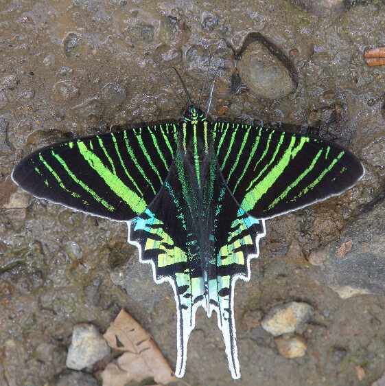 a902-Gold-banded-Urania-Urania-leilus-Ecuador-10-10-22