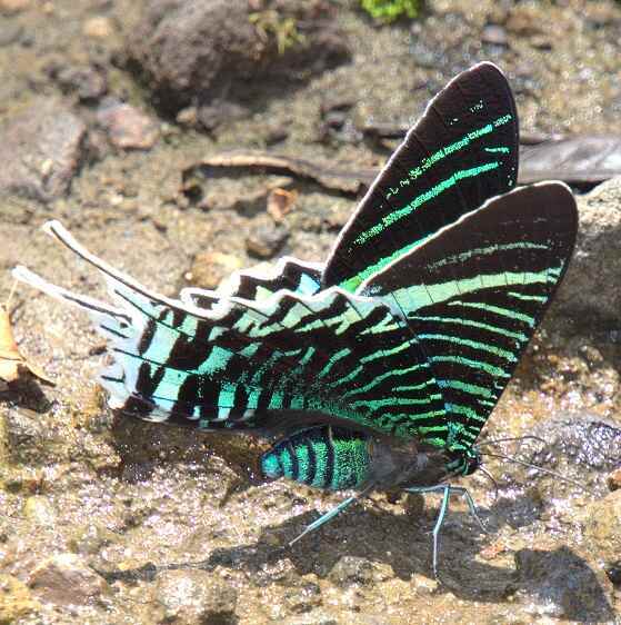 a903-Gold-banded-Urania-Urania-leilus-Ecuador-10-10-22
