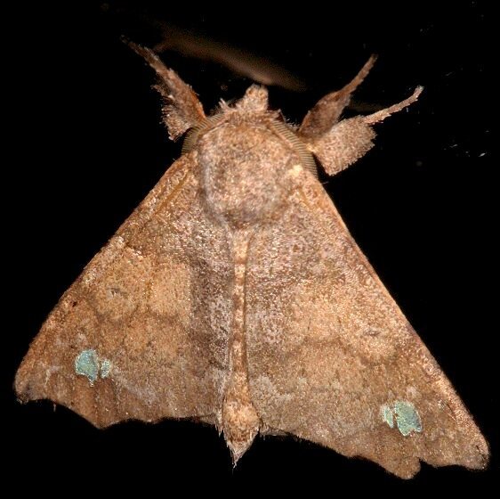 a907.1-Sumaco-Lodge-Ecuador-10-10-22