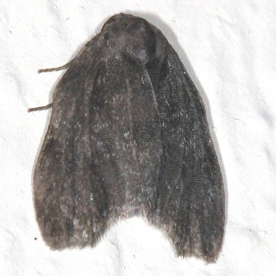 a916-Sumaco-Lodge-Ecuador-10-8-22