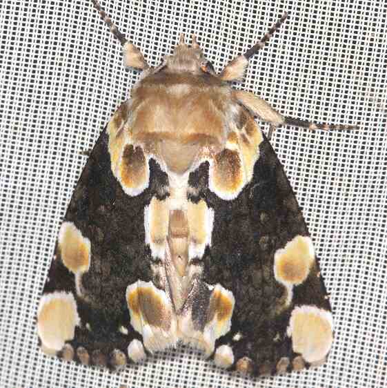 a928-Sumaco-Lodge-Ecuador-10-9-22