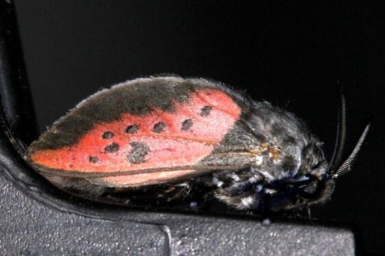 a930 Edebessa Bicolor Sumaco Lodge 10-8-22