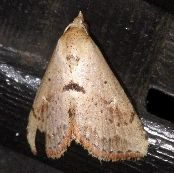 a986-Sumaco-Lodge-Ecuador-10-9-22