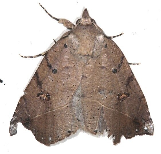 a989-Sumaco-Lodge-Ecuador-10-8-22