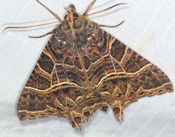 a999-American-Swallowtail-Homodiana-sp-Sumaco-Lodge-Ecuador-10-9-22