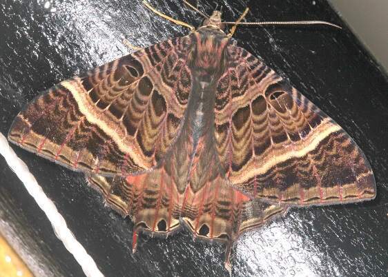 b1000-American-Swallowtail-Sumaco-Lodge-Ecuador-10-10-22-1