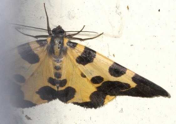 b1003-Pantherodes-conglomerata-Sumaco-Lodge-Ecuador-10-10-22