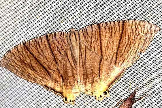 b1007-Striated-Stubtail-Psamathia-impunctata-Sumaco-Lodge-10-10-22