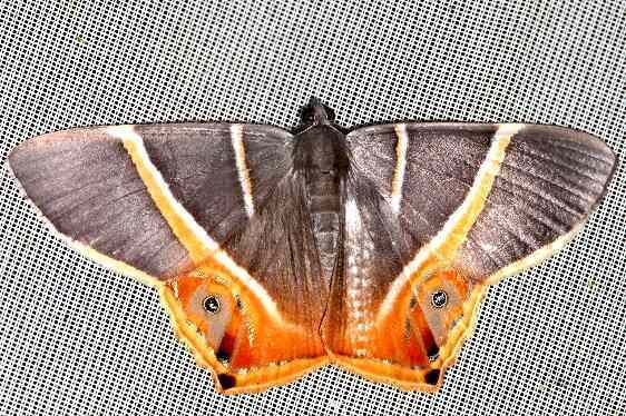 b1008-Phrygionis-polita-Sumaco-Lodge-Ecuador-10-8-22